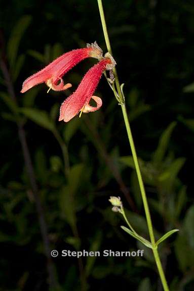 penstemon rostriflorus 6 graphic